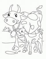 Cow Coloring Calf Pages Baby Mother Its Printable Golden Clipart Drawing Color Kids Getdrawings Getcolorings Popular Library Print sketch template