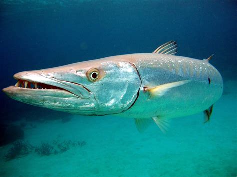 barracuda  life  animals