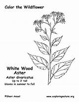 Coloring Aster Wood sketch template