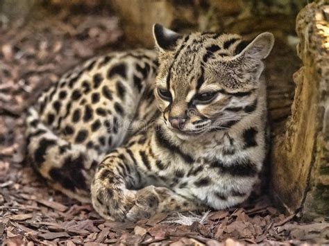 margay leopardus wiedii a rare south american cat watches the