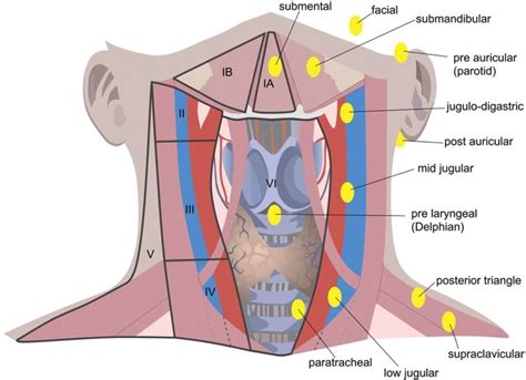 throat anatomy diagrams  diagrams