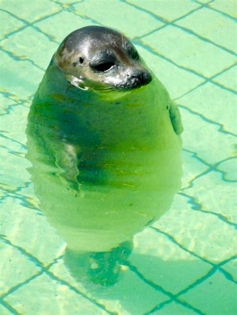 seal meme templates imgflip