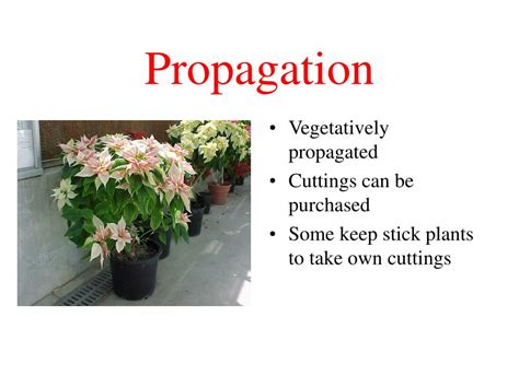 ppt potted plant production powerpoint presentation