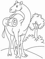Camel Coloring Pages Drawing Se Cartoon Kids Ount Oo Color Desert Printable Standing Field Funny Caravan Popular Getdrawings Library Clipart sketch template