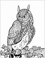 Owl Coloring Owls Branch Tree Pages Color Print Kids Adults Drawing Animals Printable Incredible Adult Justcolor Getdrawings Getcolorings Nggallery sketch template
