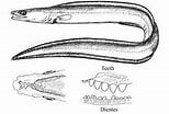 Afbeeldingsresultaten voor "cynoponticus Ferox". Grootte: 154 x 104. Bron: www.discoverlife.org
