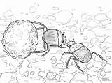 Beetle Dung Beetles Stag Coloringbay sketch template