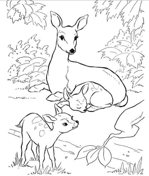 ideas  coloring  printable nature coloring pages