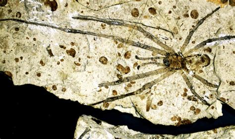this is the biggest fossil spider ever found on earthsky