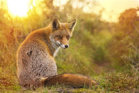 fox facts youll  surprised   sneaky critters factsnet