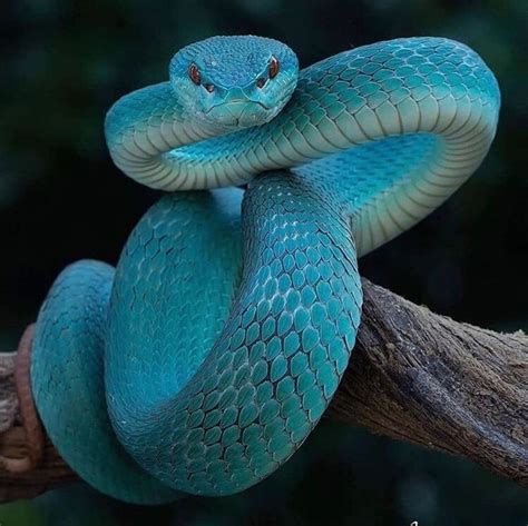 blue snake snake snake wallpaper viper snake
