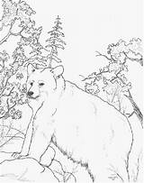 Ours Animaux Sauvages Coloriages Imprimer Jungle Sauvage Brun Dessins sketch template