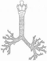 Trachea Bronchi Anatomy Creationwiki sketch template