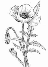 Coloring Poppy Pages Flower Comments sketch template
