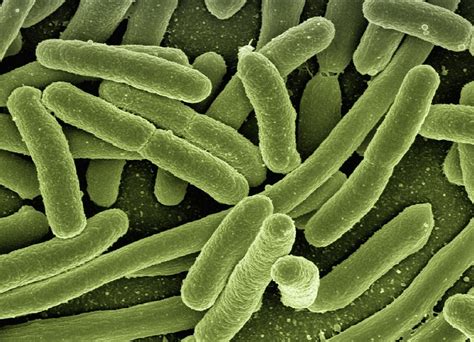 dangerous bacteria scope discovery   pasadena mynewslacom