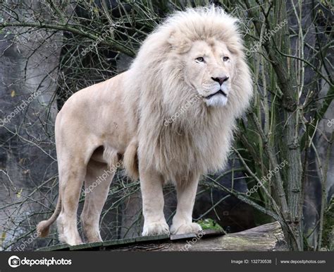 beautiful white lion stock photo  ebfoto