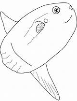 Sunfish Whale sketch template