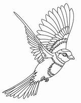 Burung Sketsa Dadali Gambarcoloring Elang Hantu Garuda Merak sketch template