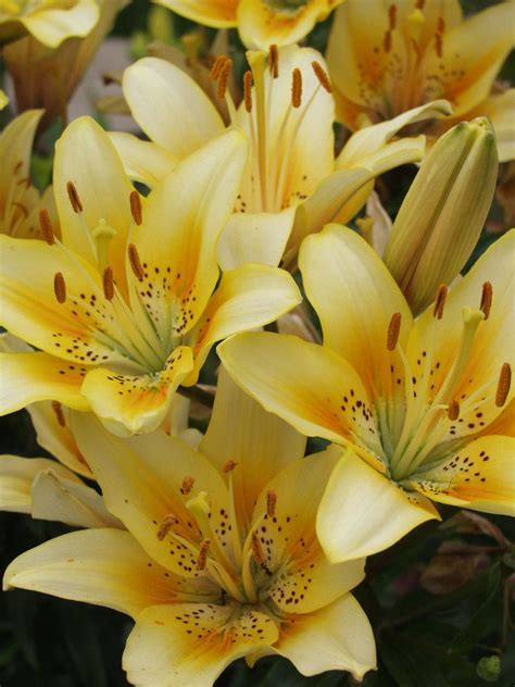 yellow lily  photo  freeimages