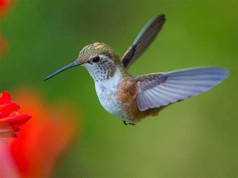 lot   hummingbirds business insider