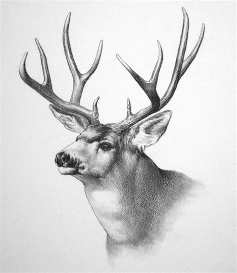 draw  reindeer sketch sketch drawing idea