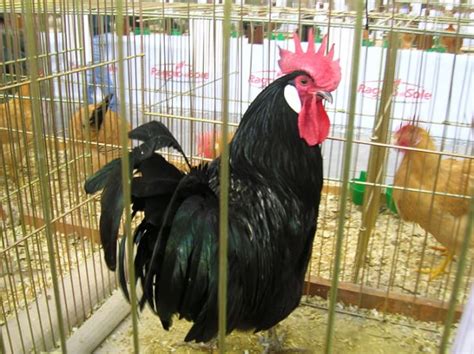 11 beautiful black chickens mental floss