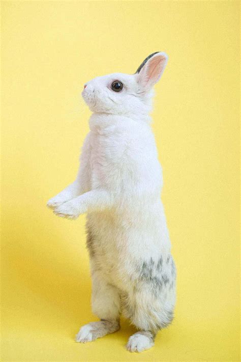 high  rabbits jump  safe bunny jumping tricks