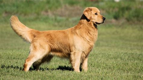 cool gold golden retriever dog breed profile facts dogdwell