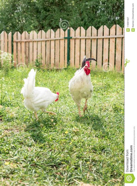 high sex white chicken walking in a yard stock image