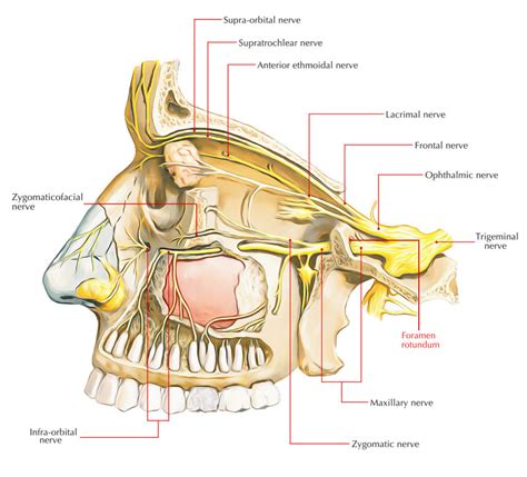 foramen rotundum earths lab