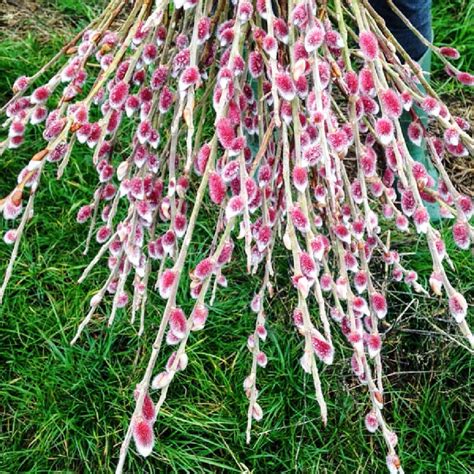 Pink Pussy Willow Fresh Cut Stems By The Danes