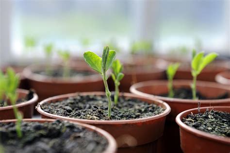 care  plant seedlings