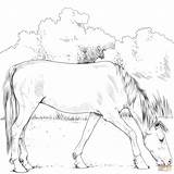 Criollo Caballo Tegninger Warmblood Caballos Hester Hopper Som sketch template