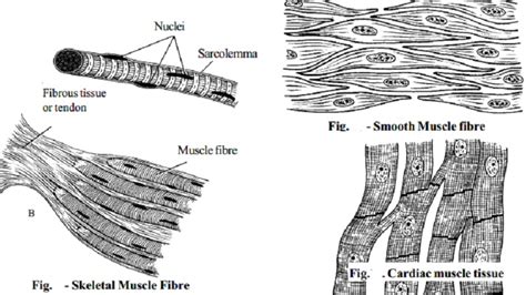 types of muscle tissues