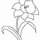 Daffodil Flower Coloring Pages Buttercup Drawing Color Getdrawings Print Getcolorings sketch template