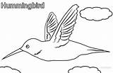 Pages Coloring Hummingbird Printable Cool2bkids Kids sketch template
