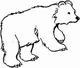 Bear Coloring Pages Outline Animal Outlines Kermode Animals Clipart Drawing Color Colouring Printable Cliparts Hunting Duck Print Grizzly Bears Crafts sketch template