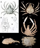 Afbeeldingsresultaten voor "paranaxia Serpulifera". Grootte: 153 x 185. Bron: www.researchgate.net