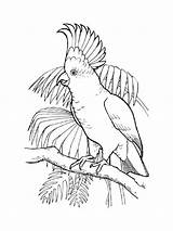 Coloring Pages Cockatoo Cockatoos Birds Printable Drawings 96kb 1000px Recommended sketch template