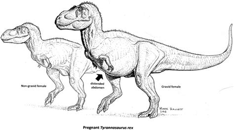 Pregnant T Rex Could Aid In Dino Sex Typing College Of Sciences News
