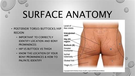 Wound Care Anatomy