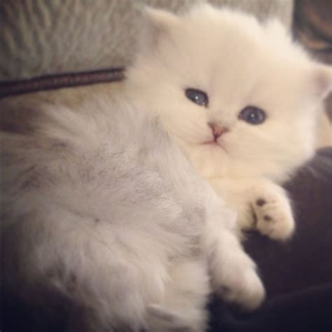 beautiful silver shaded persian kitten kittens cutest cute cats