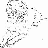 Pitbull Terrier Webstockreview Seekpng Coloringtop Colorear Bulldog Designlooter Asd8 sketch template