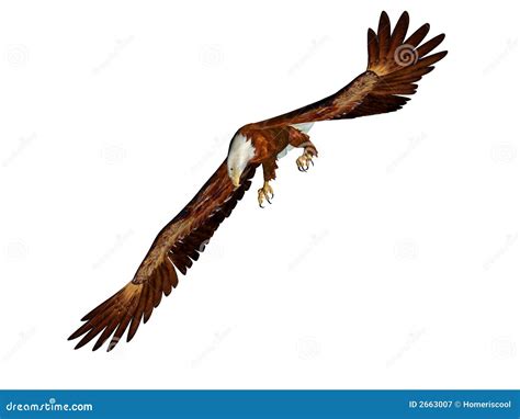 eagle swooping royalty  stock photography image