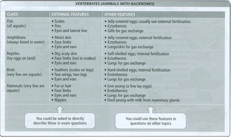 phylum vetebrates biology notes for igcse 2014