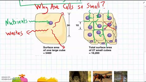Why Cells Are So Small Youtube