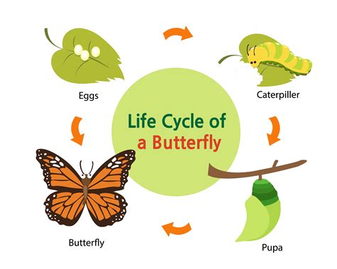 life cycle   butterfly wikipedia  image
