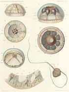 Afbeeldingsresultaten voor "haliscera Racovitzae". Grootte: 140 x 185. Bron: www.marinespecies.org