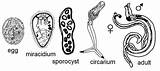 Trematode Trematoda Lifecycle Schistosoma Larva Trematodes Leucochloridium Siklus Morphology Cacing Japonicum Isap Flukes Bentuk Daur Flatworm Parasite sketch template