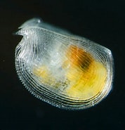 Afbeeldingsresultaten voor "conchoecia Obtusa". Grootte: 178 x 185. Bron: biology.stackexchange.com